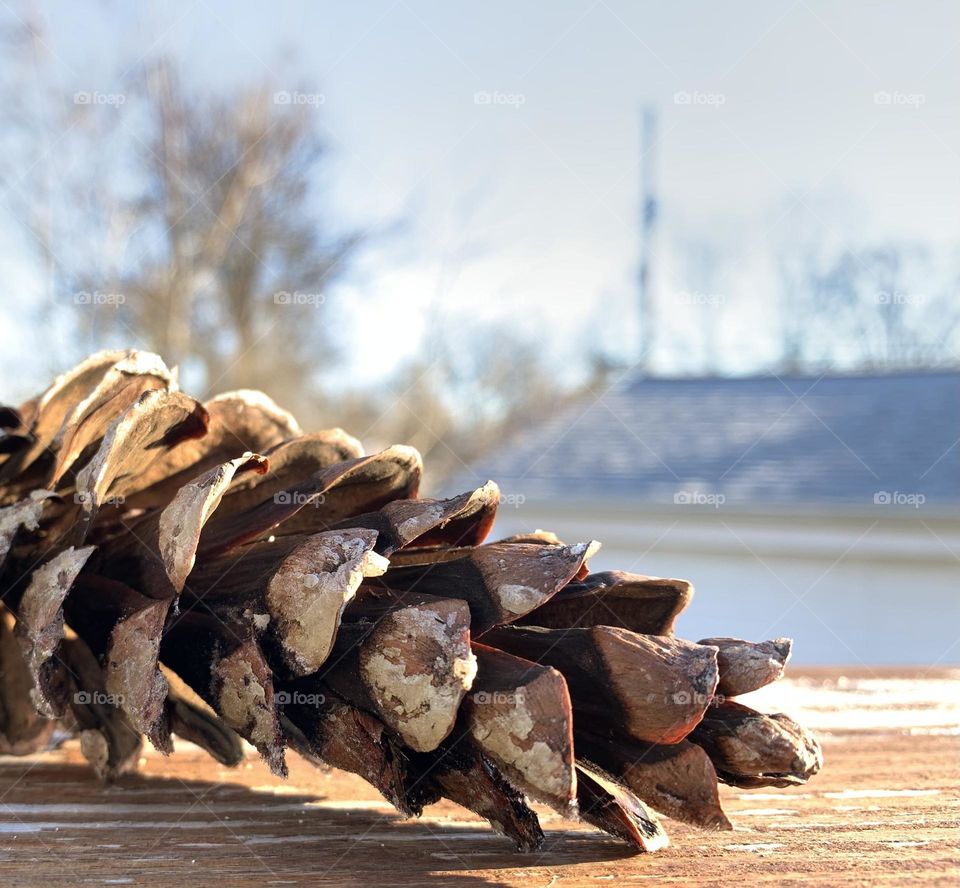 Pine cones are amazing methods of transportation for seeds. Inside each hardened “leaf”, is a seed that will grow another tree. 