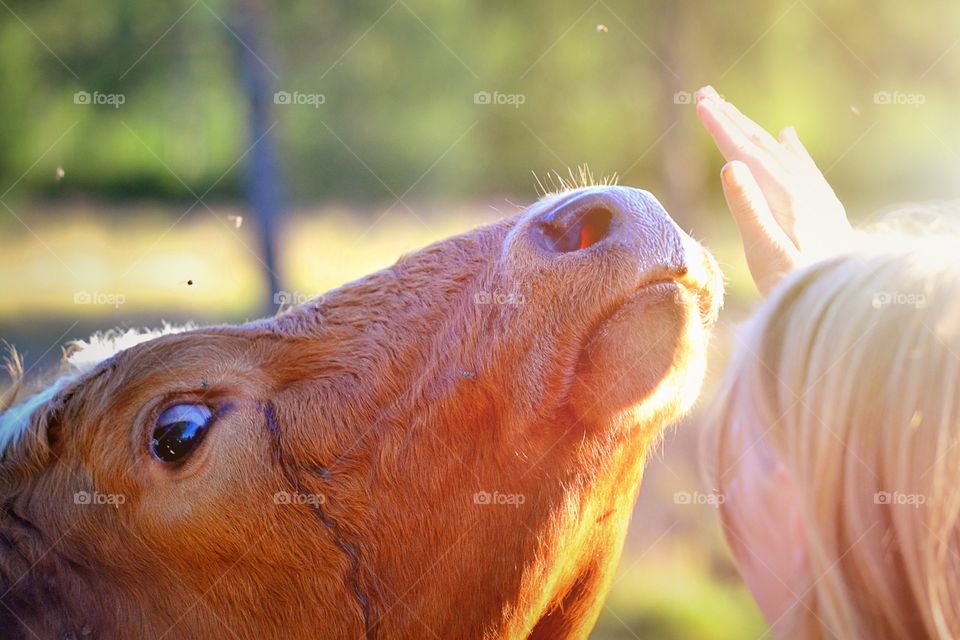 Hello. Girl and bull saying hello