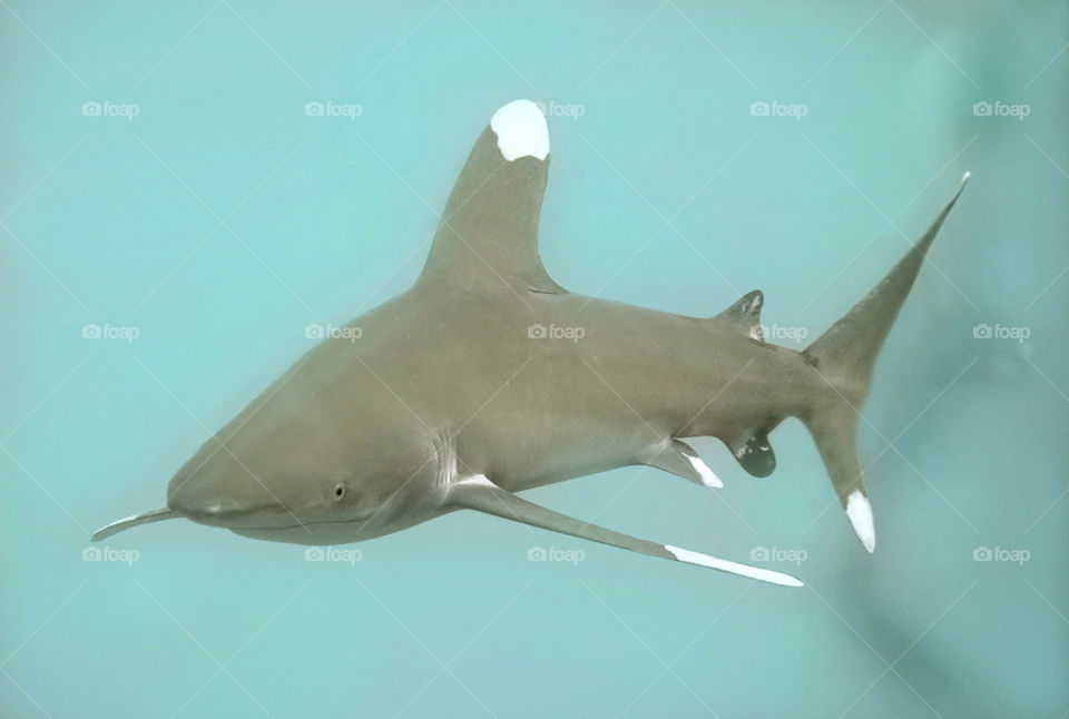 Shark, Oceanic white tip.