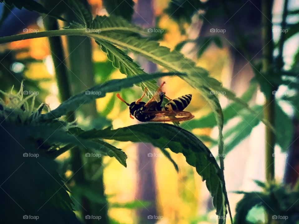 Sleeping wasp