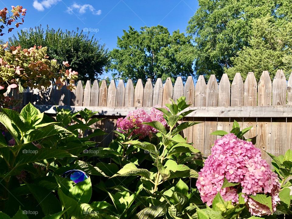 Town home back yard / garden 🪴