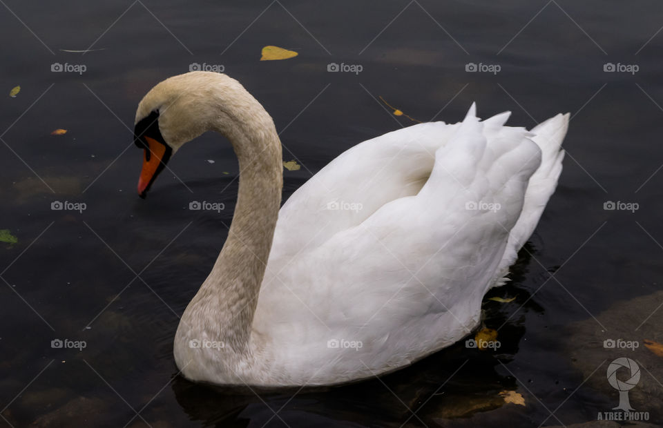 swan, gothenburg