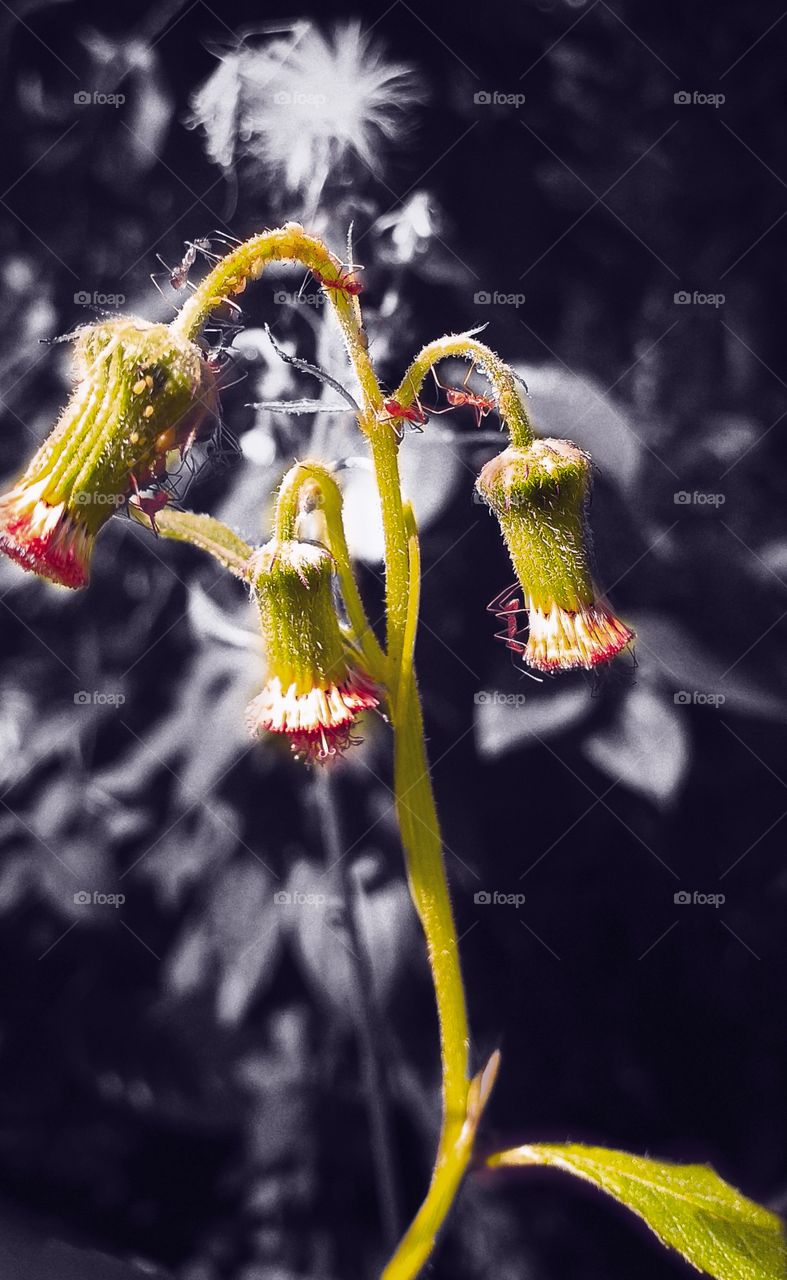 beautiful three bud in a plant, with red ants