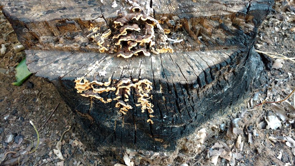 Toco, tronco, caule seco, queimado, com carvão com... orelha-de-pau.