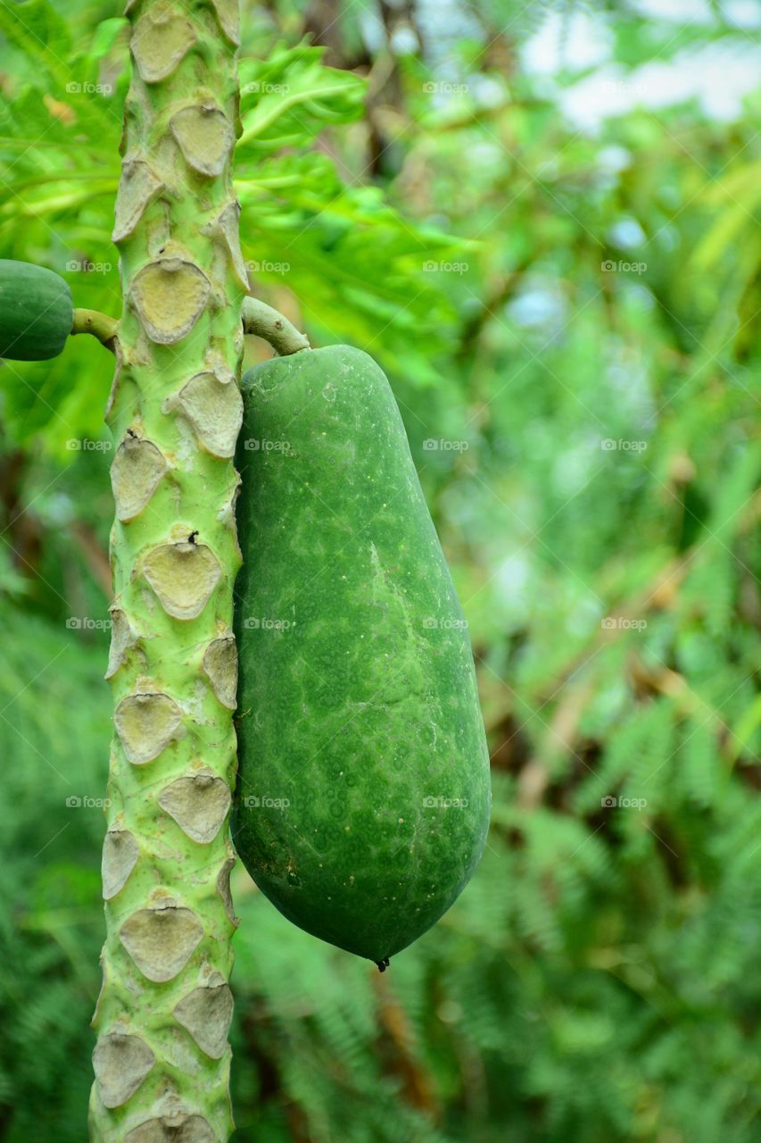 Fresh green papaya fruit on the tree