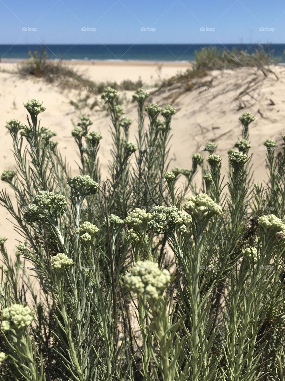Sand flowers in dunes along beach