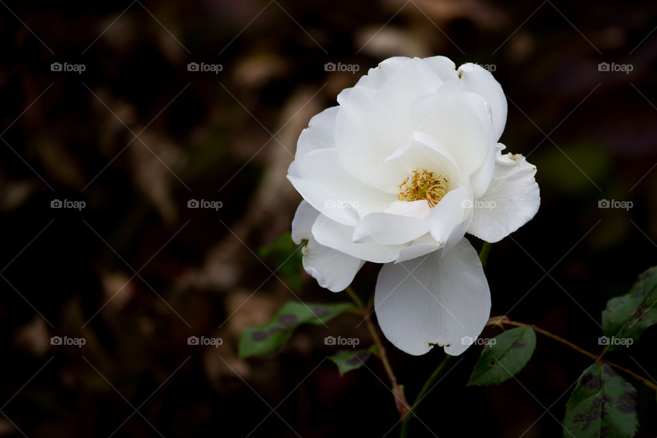 White rose in the fall - vit ros på hösten 