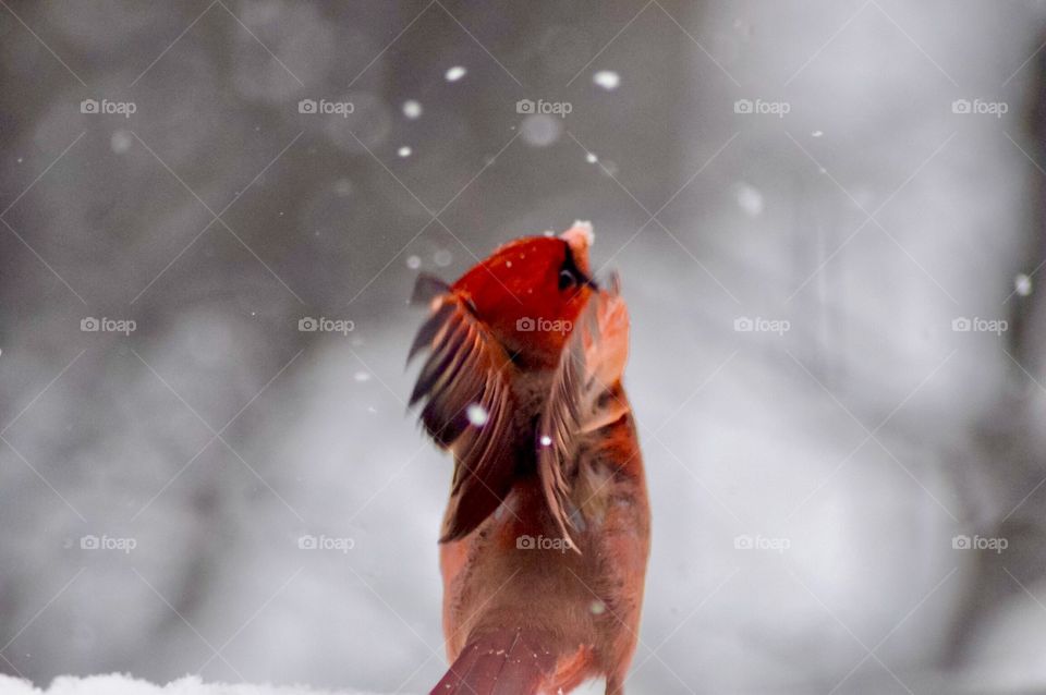 Cardinal Taking Flight 