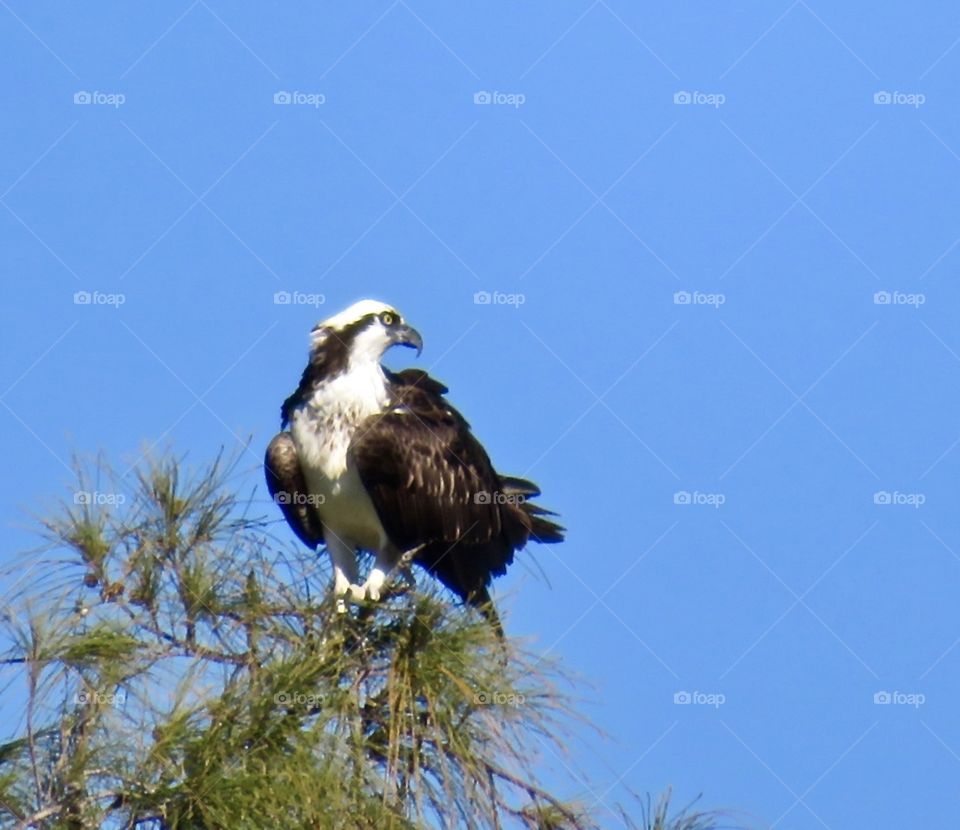 Osprey on Lookout