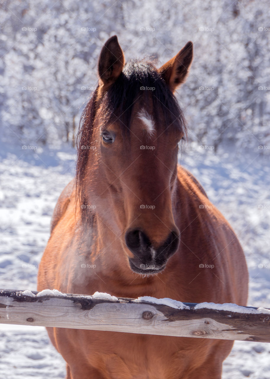 High angle view of horse