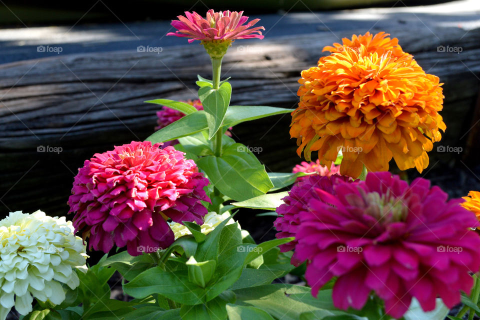 Zinnias bloom in my front yard. 