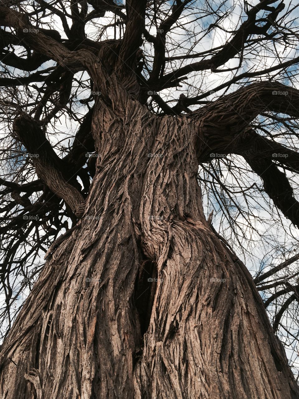 Old tree in an old park in Texas.