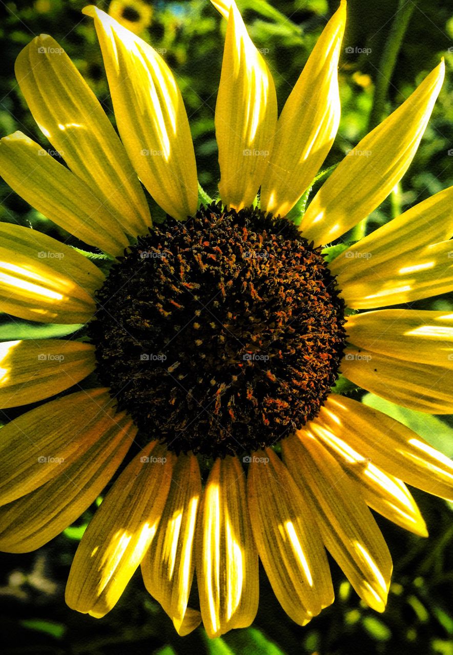 Directly above view of sunflower
