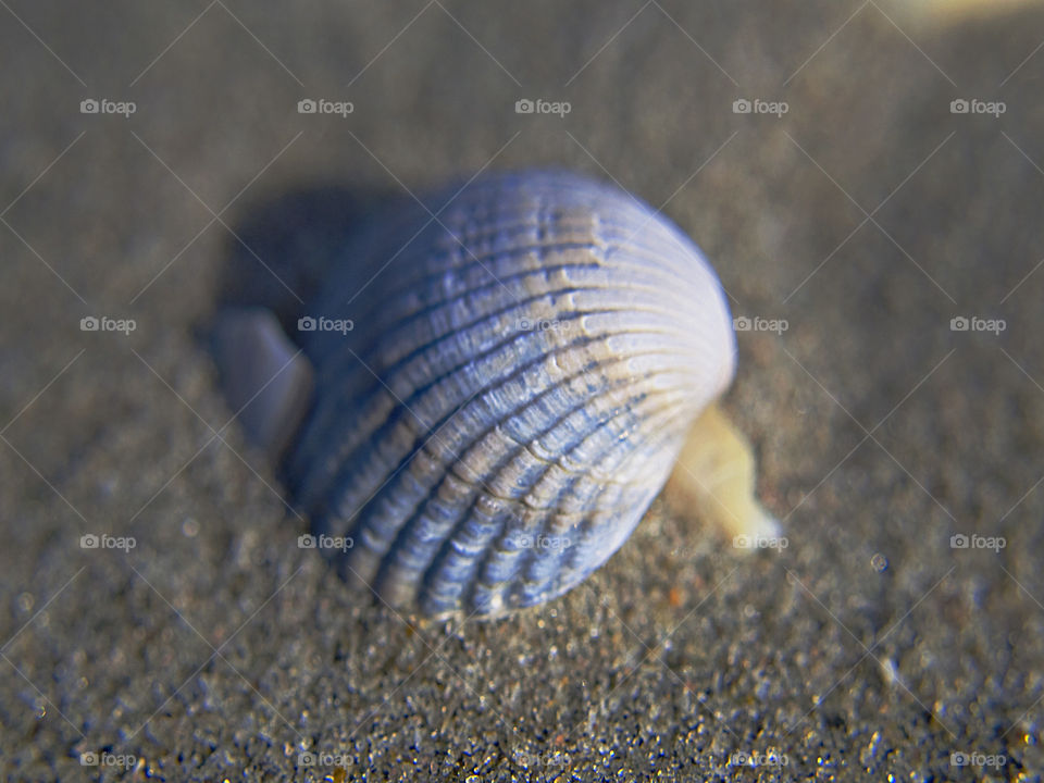 Scallop seashell on sand