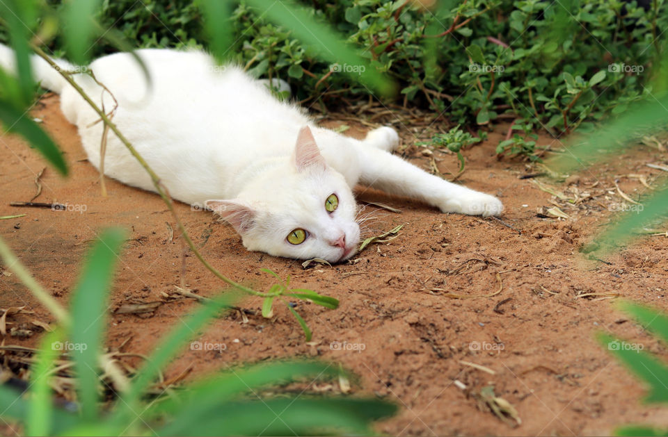 Cat between the Grass