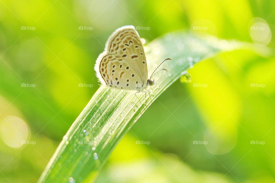 Beautiful butterfly on green grass Green background