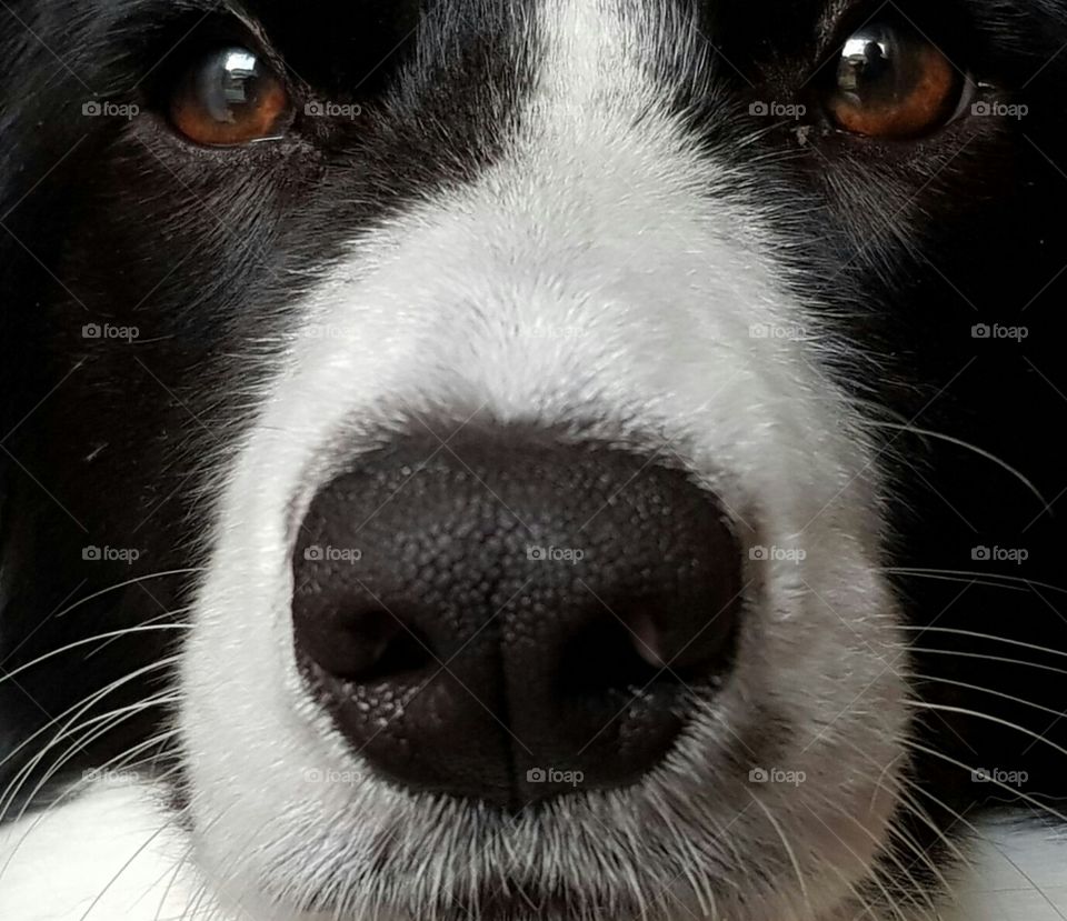 Dogs nose and face