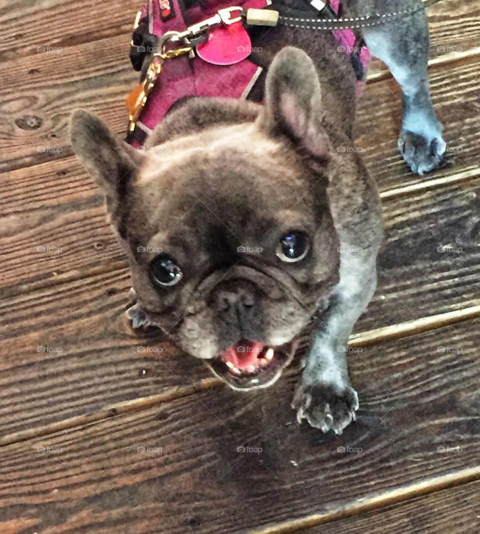 French Bulldog looking up with a sweet face and round eyes