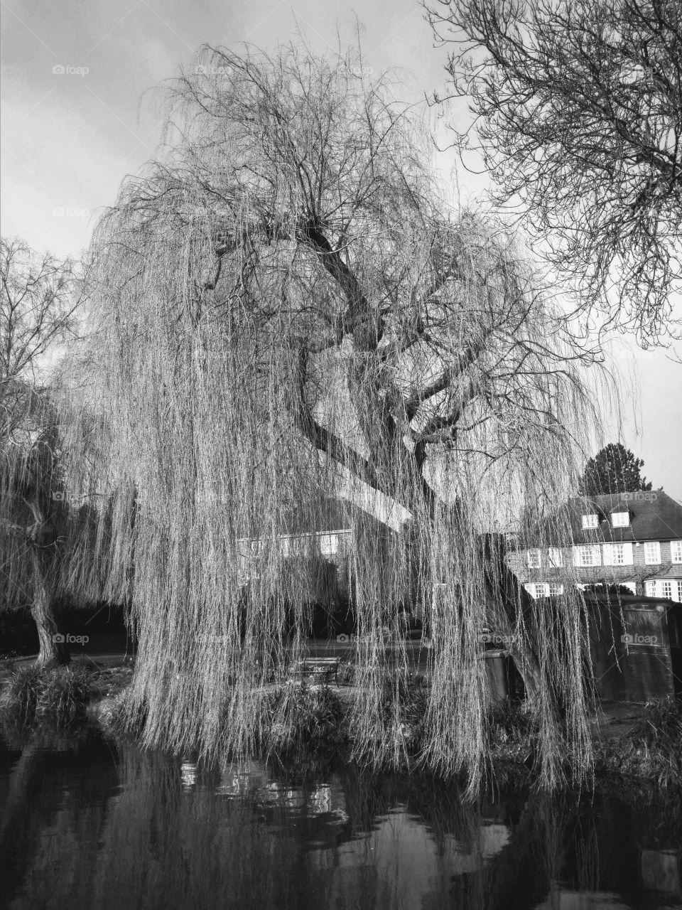 Black and White Sketch The Weeping Willow