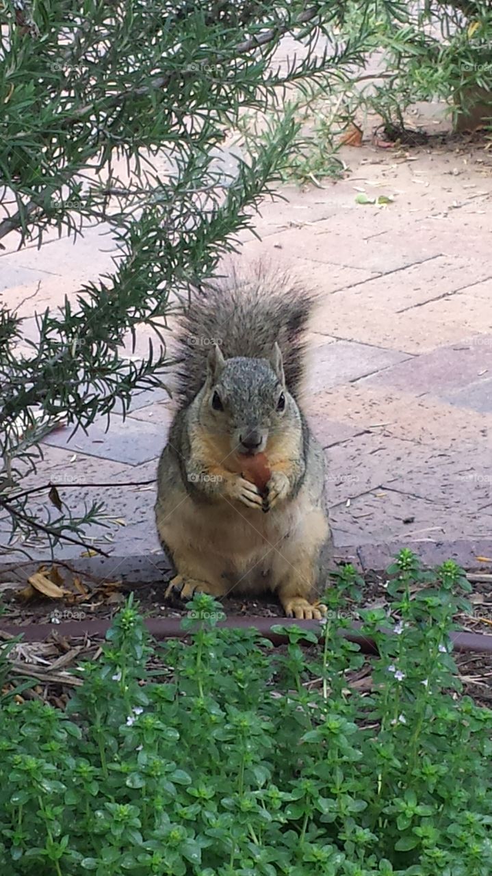 Mammal, Nature, Wildlife, No Person, Outdoors