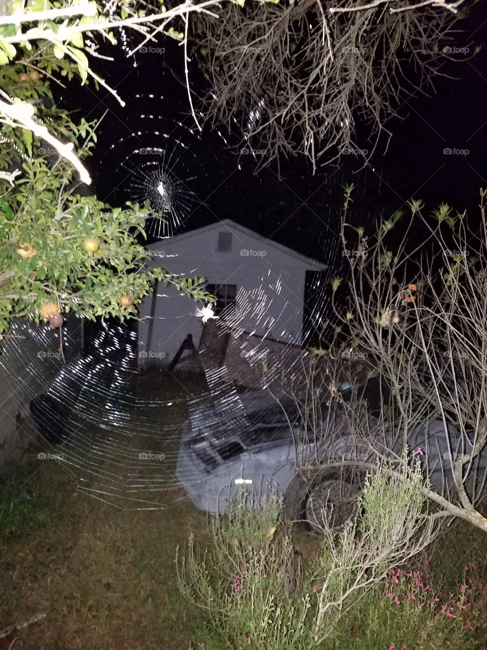 Texas sized spider making a Texas sized web in Texas. The kicker of this picture... I almost walked face first into this giant web that is about 3 ft by 3ft big. Grateful for my flashlight & that I wasn't looking down as I navigated the darkness.