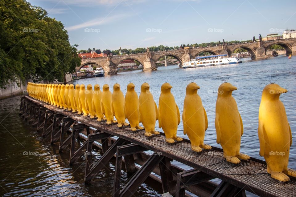 Yellow Penguins 