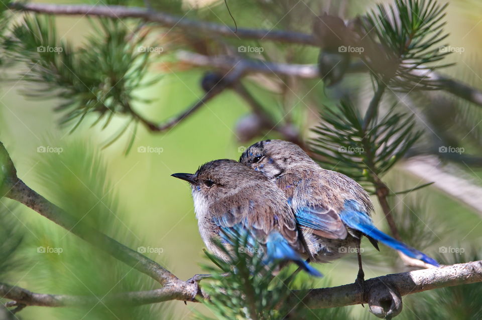 Young male splendid Fairy wren in a tree