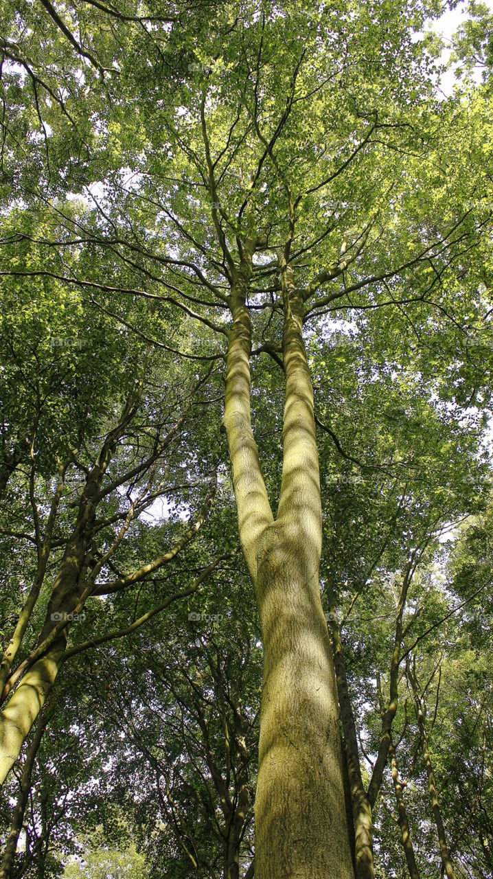 summer trees uk tall by chris7ben