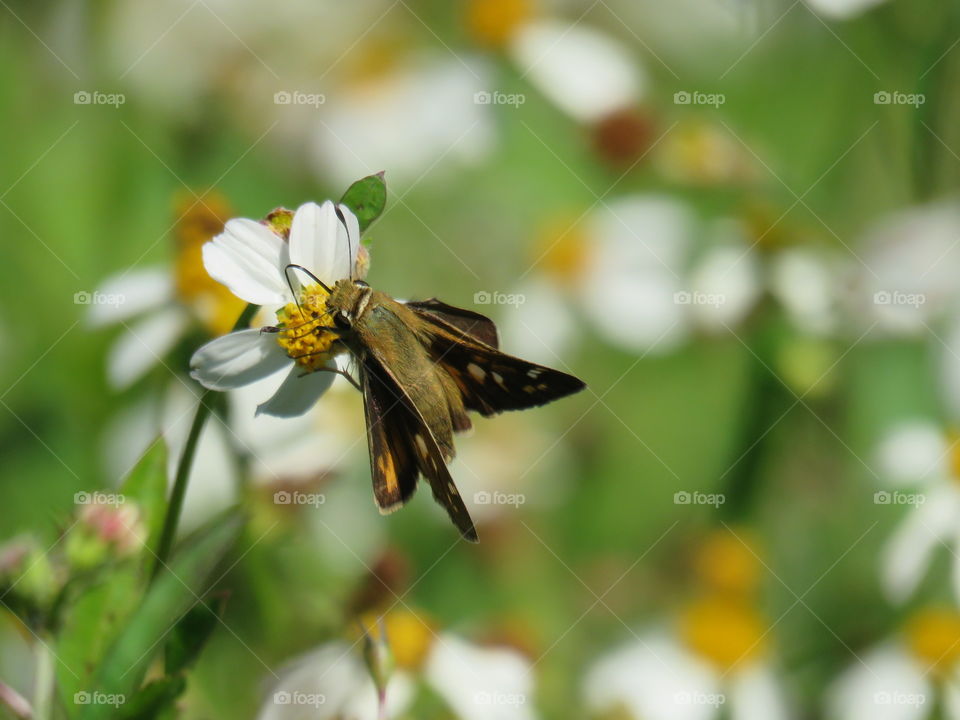 Fiery skipper