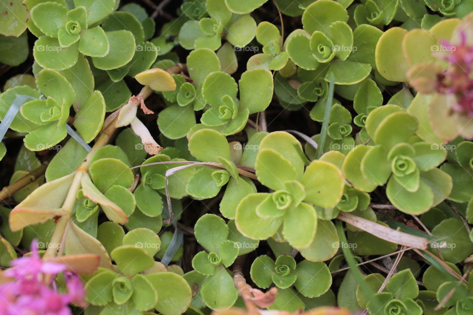 Grass cover