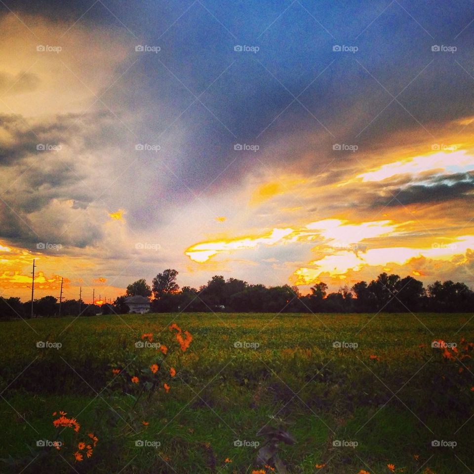 Wild flower sunset 