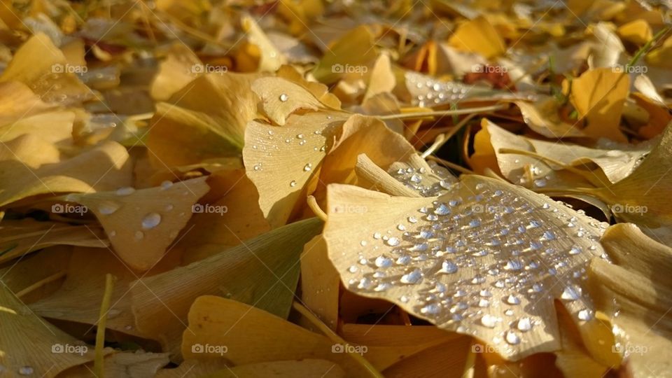 yellow autumn ginkgo leaves with droplets in the sun