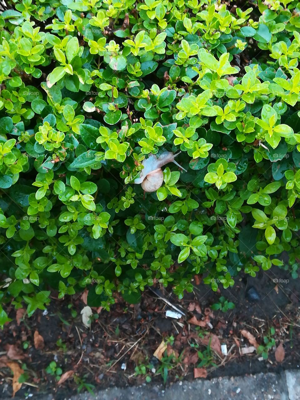 Snail hiding in the bush