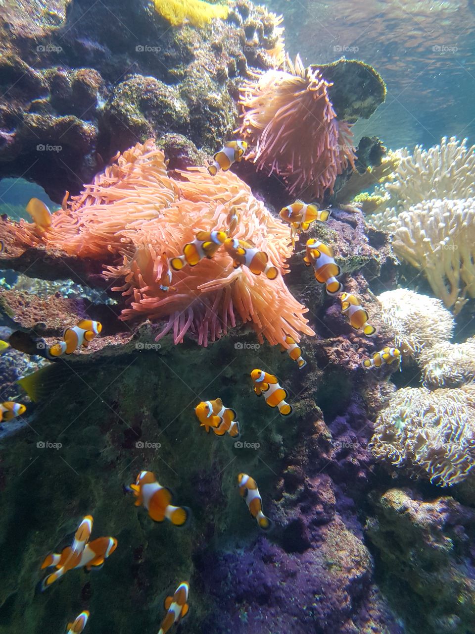 Aquarium view with corals, anemones and clownfishes