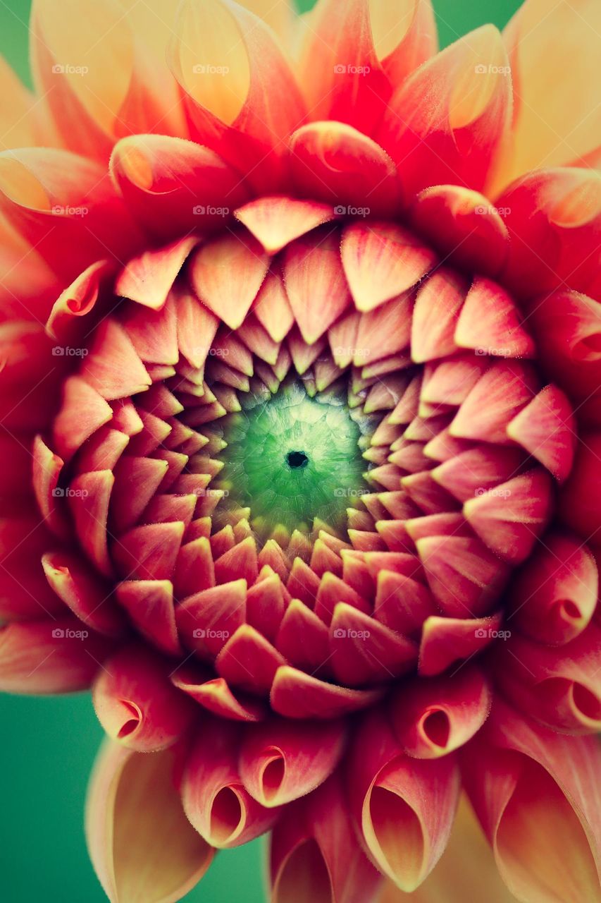 Close up Dahlia