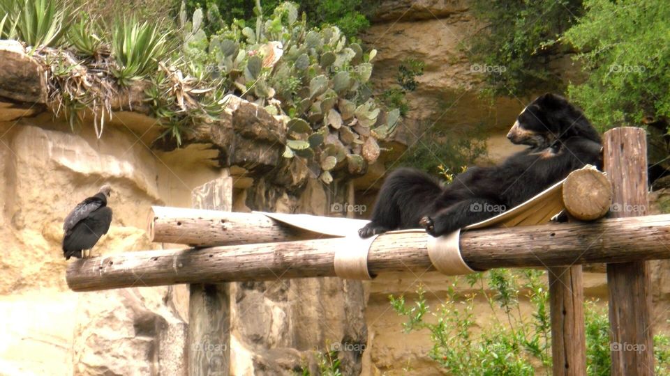 Laid back relaxing black bear looking at black vulture
