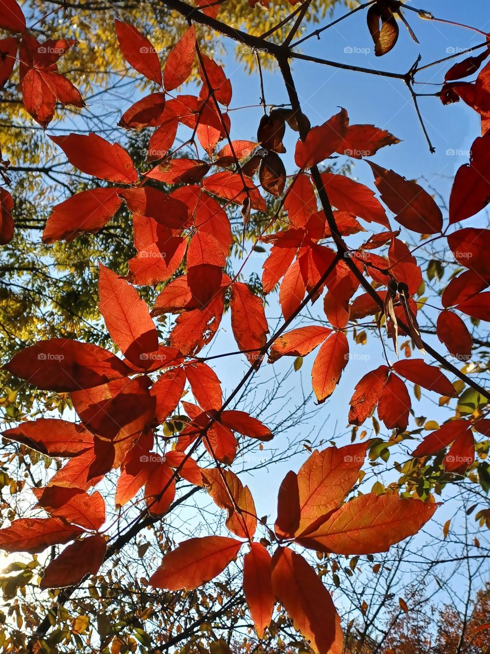 Beautiful colorful autumn,