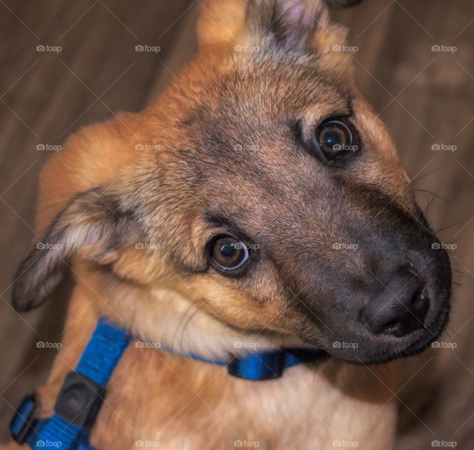 German Shepard pup 