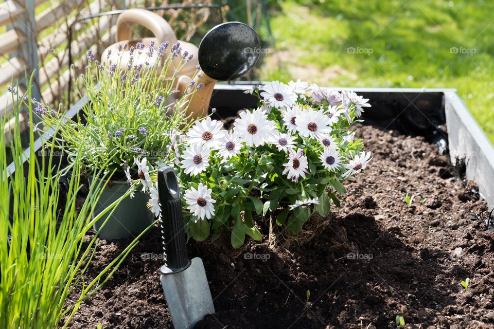 Planting blooming flowers outdoors in a pallet  in the garden to support pollinators in early spring 