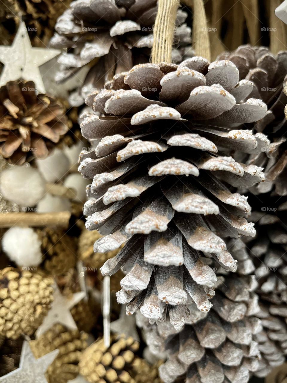 Pine cones 