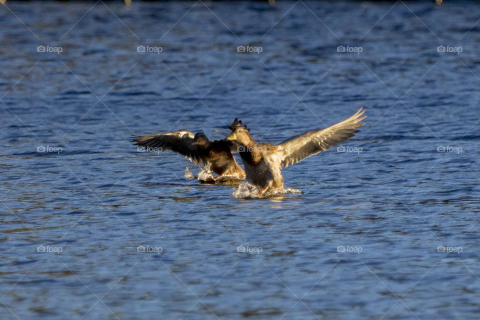 Birds - Mallard ducks landing on the  water - ankor landar på vatten