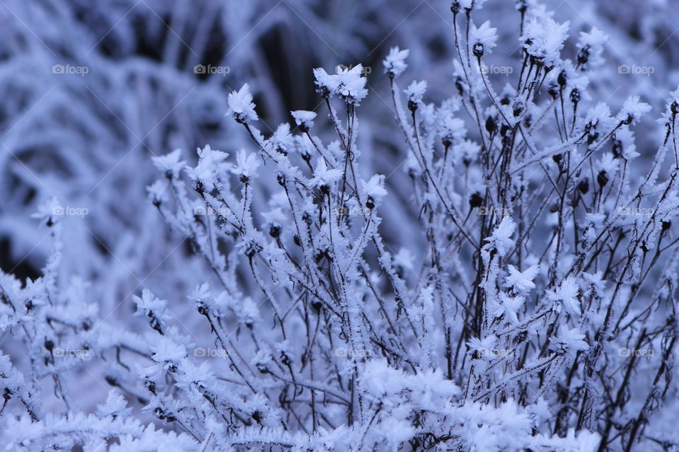 A closeup of a small thin-stemmed plant with frost crystals on the stems of the plant that resemble small delicate flowers in tones of purple and blue.