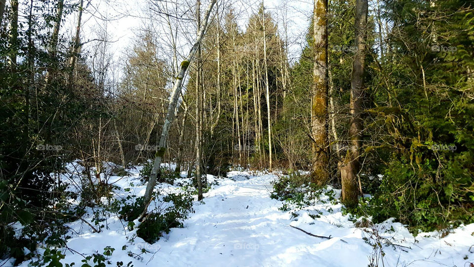 a snowy pathway through  the forest