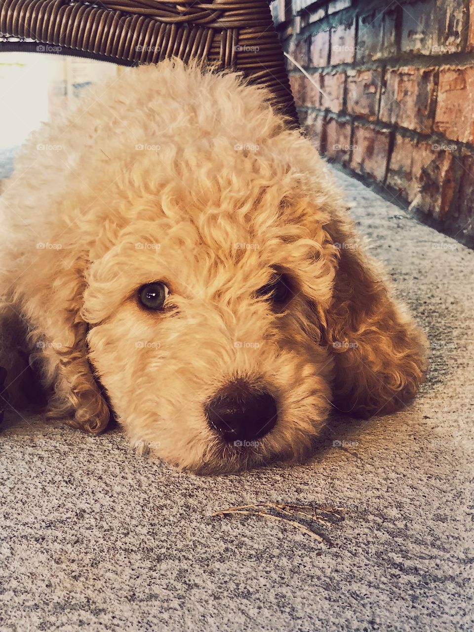 Goldendoodle puppy lying around on a sunny afternoon 