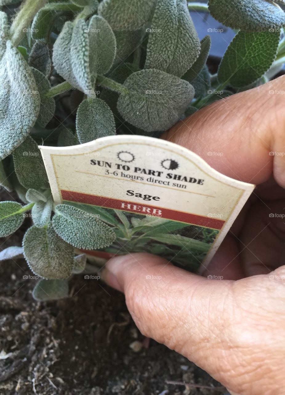 Planting sage