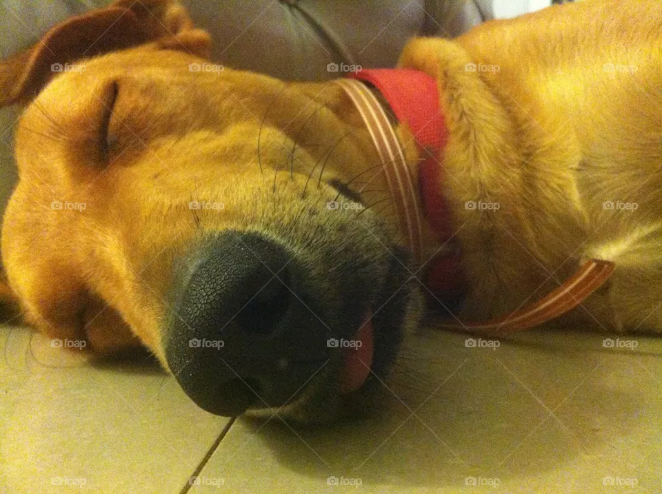 My Dog....