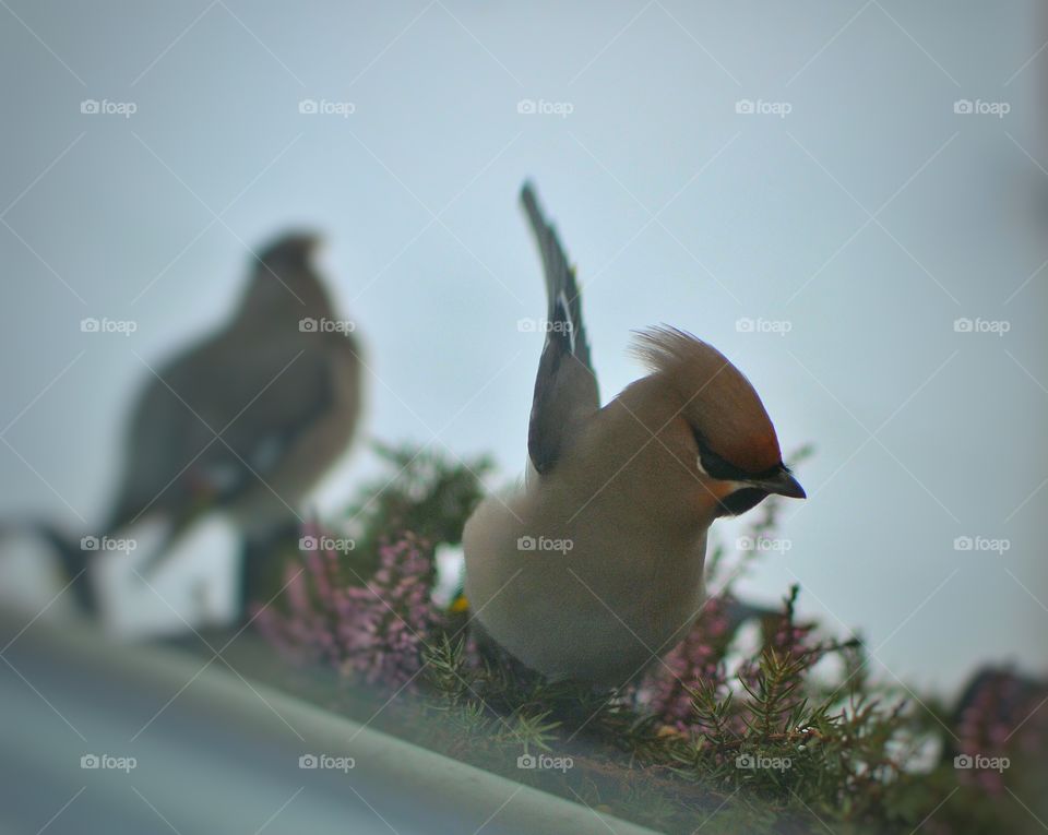 Waxwing