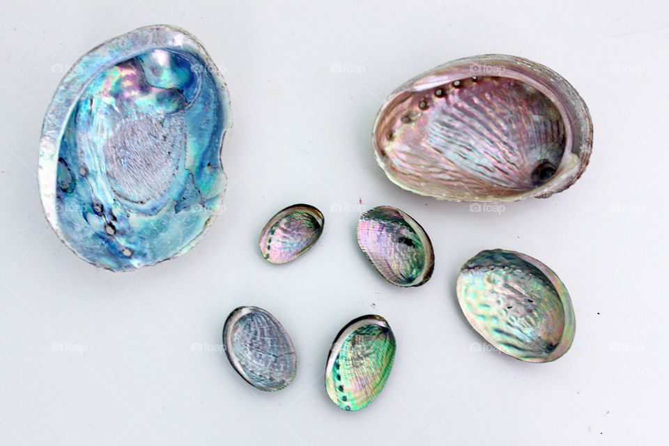 High view of colourful shells