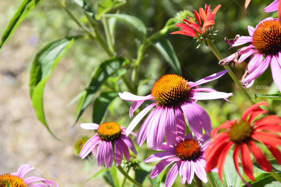 Flowers 