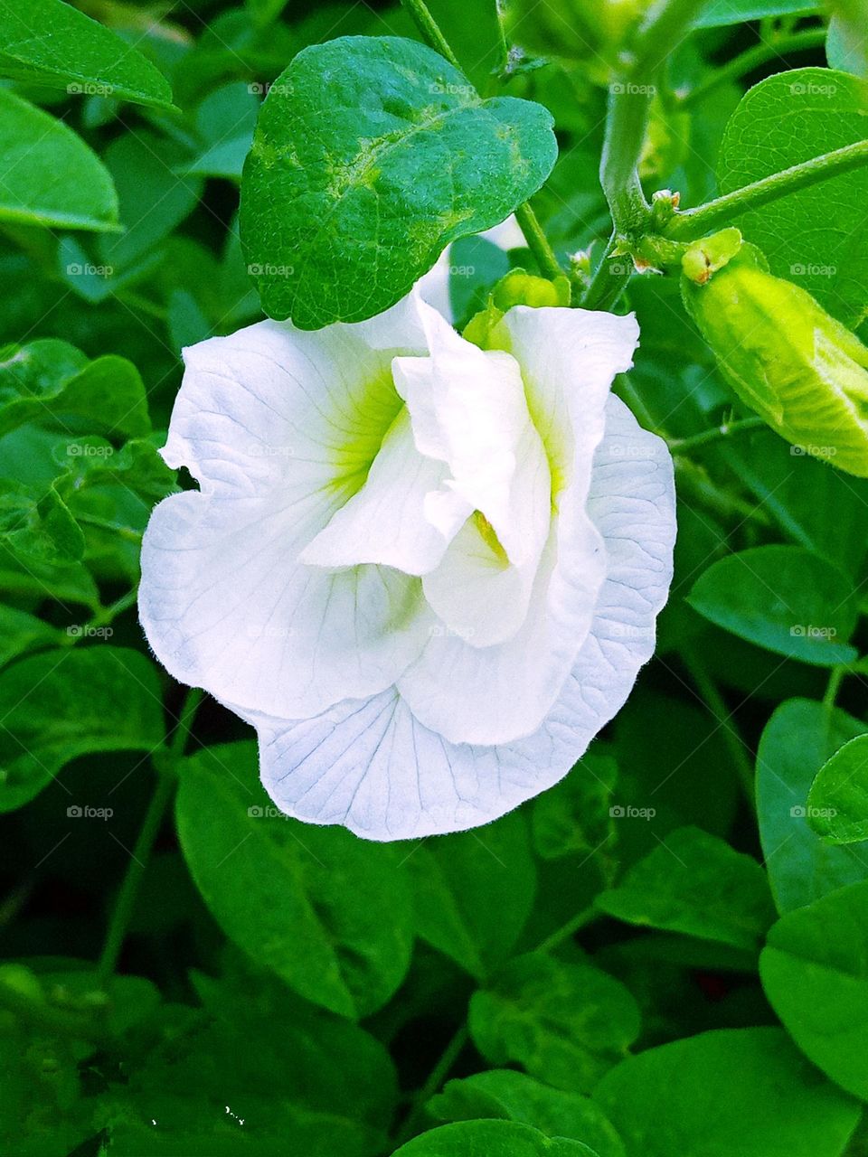 beautiful white⚪ bougainvillea close view picture